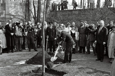 Eestisse külaskäigule saabunud Rootsi kuningas Carl XVI Gustaf istutab Kadrioru lossi aeda tamme. Esireas paremalt 2. Eesti Vabariigi Ülemnõukogu  esimees Arnold Rüütel.  similar photo