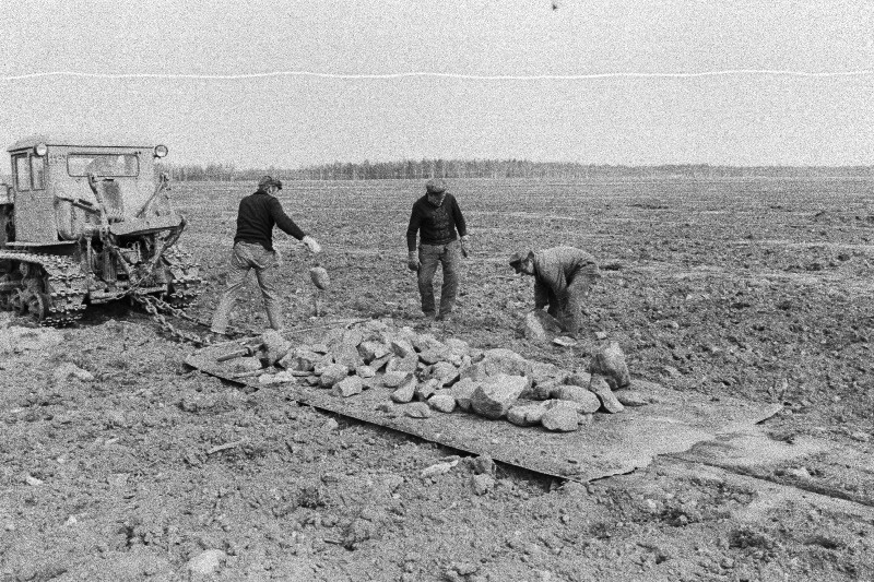 Pärnu rajooni "Edasi" kolhoosi põllutöölised Asko Kalso, Endel Tammeleht ja Kalju Viirmaa põllult kive koristamas.