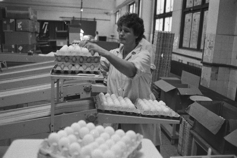 Tallinna Näidislinnuvabriku munade sorteerija-pakkija Salme Helstein töö juures.