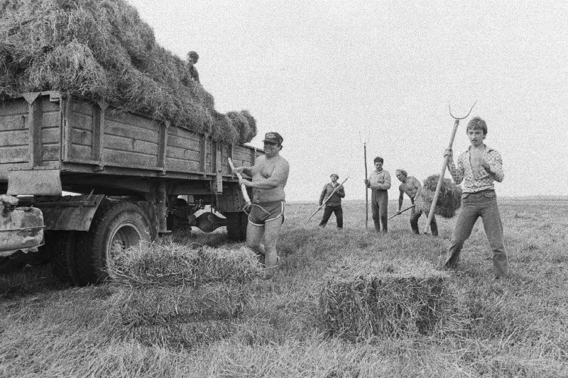 Harju rajooni Riisipere sovhoosi direktor Aare Männa koos majandi töölistega tõstavad heinapakke koormasse.