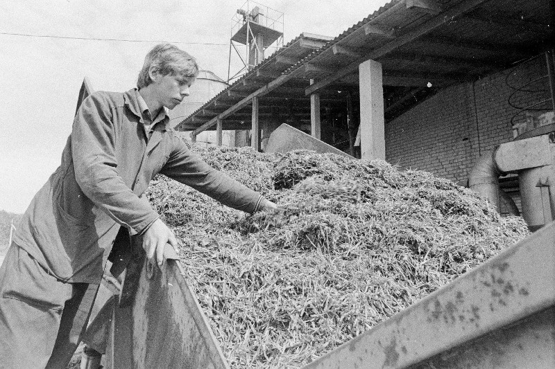 Jõgeva rajooni "Rahva Hääle" kolhoosi rohujahuveski operaator Aarne Maisväli.