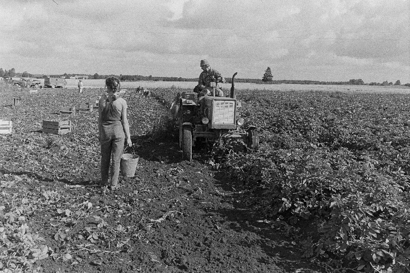 Kartulikoristus Harju rajooni "Rahva Võidu" kolhoosis.