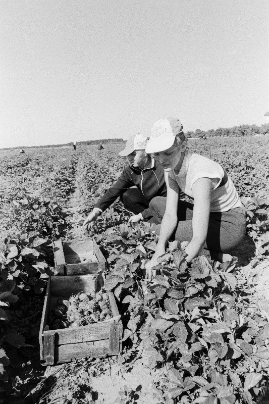Läti NSV Madona 1. Keskkooli malevarühma liikmed Santa Družeka ja Iveta Viduš korjavad maasikaid Rapla rajooni Mitšurini nimelises sovhoosis.