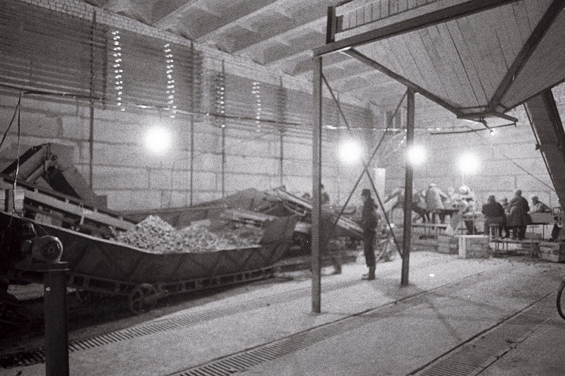 Seemnekartuli sorteerimine Rakvere rajooni Väike-Maarja kolhoosi kartulihoidlas.