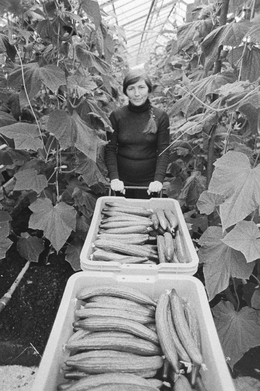 V. I. Lenini nimelise köögiviljakasvatuse näidissovhoosi töötaja Rita Karjaste kogub kurke kasvuhoones.