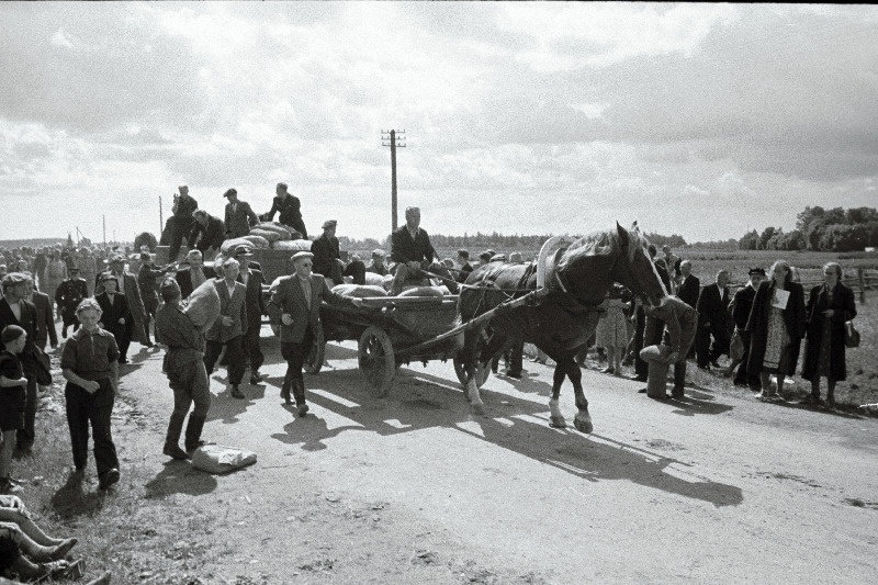 Tori Hobusekasvanduse 100. aastapäeva tähistamiseks peetud veovõistluse võitnud täkk Hormon.