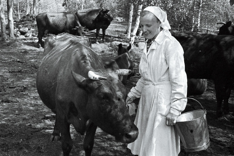 Linda kolhoosi lüpsja-karjatalitaja Linda Toomeoja [Tammoja] oma grupi lehmadega.