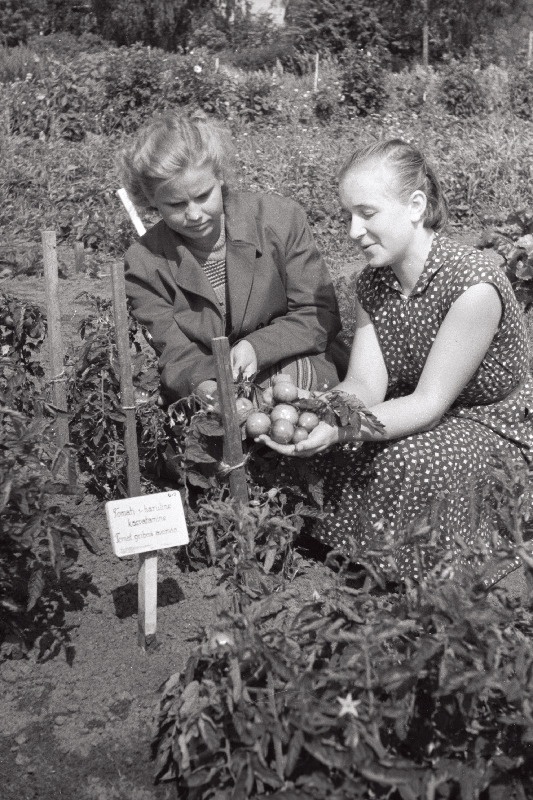 Tudulinna Keskkooli bioloogiaõpetaja Õie Lehtpuu (paremal) tomati võrdluskatsete katselappe kontrollimas.