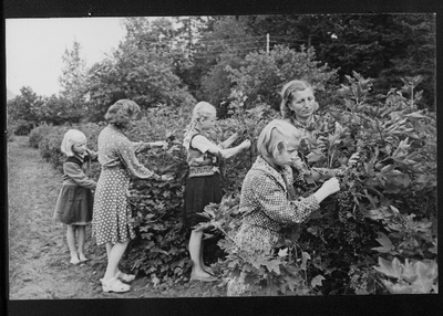 Põlva rajooni Ahja keskkooli noorte naturalistide ringi liikmed (vasakult) Leili Pärnaste, Helju Ojamaa, Laine Pärnamets, Helju Ojamaa ja bioloogiaõpetaja Lidia Kaldmaa kooli aias punaseid sõstraid noppimas.  similar photo