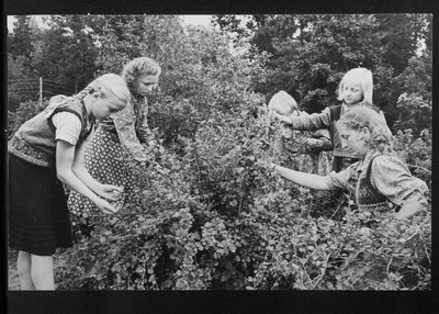 Põlva rajooni Ahja keskkooli naturalistide ringi liikmed õpetaja Lidia Kaldmaga kooli aias marju korjamas.  similar photo