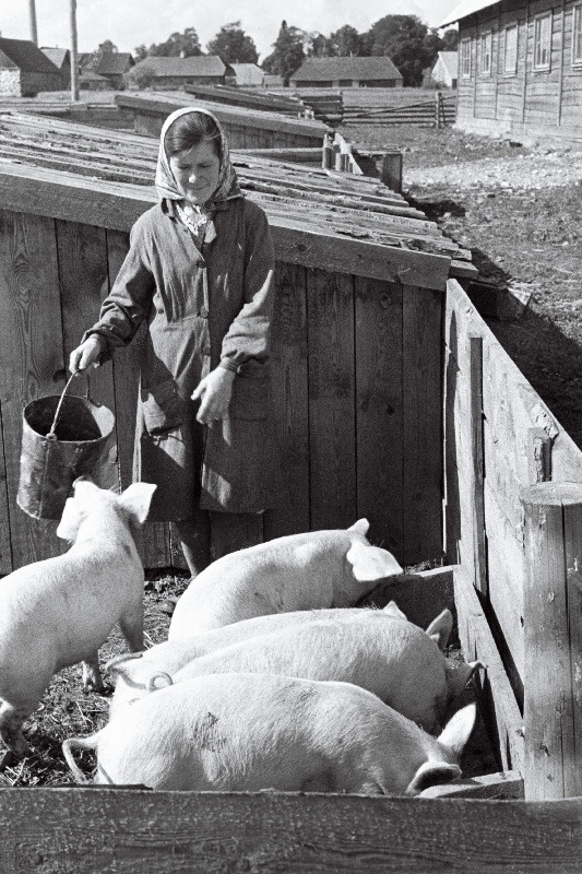 Väike-Maarja rajooni Vambola kolhoosi seatalitaja Helmi Kikerpuu.