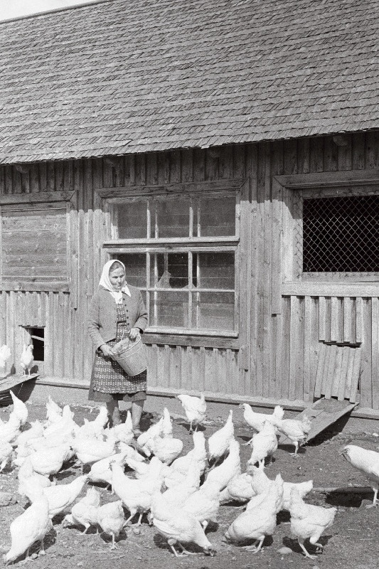 Väike-Maarja rajooni Vambola kolhoosi kanatalitaja Anna Vehik.