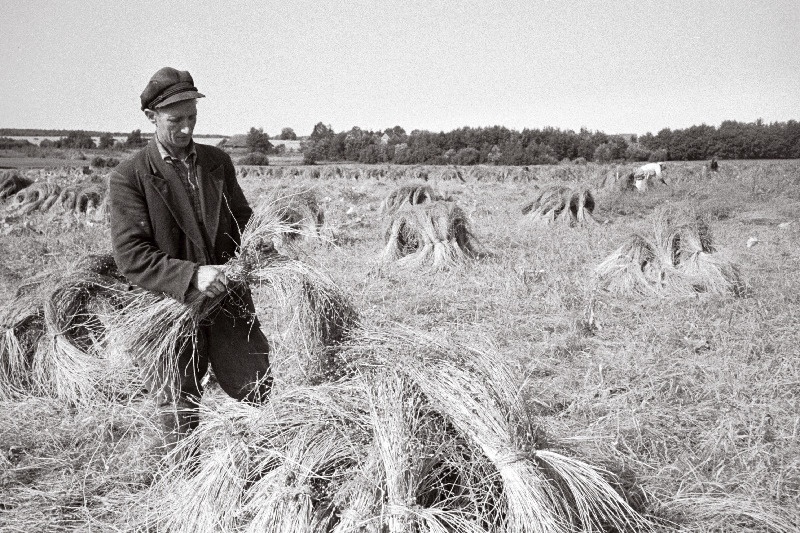 Lina kupardamine Akadeemik Viljamsi nimelise kolhoosi põllul. Vasakul põllundusbrigaadi brigadir Jaan Tulits.