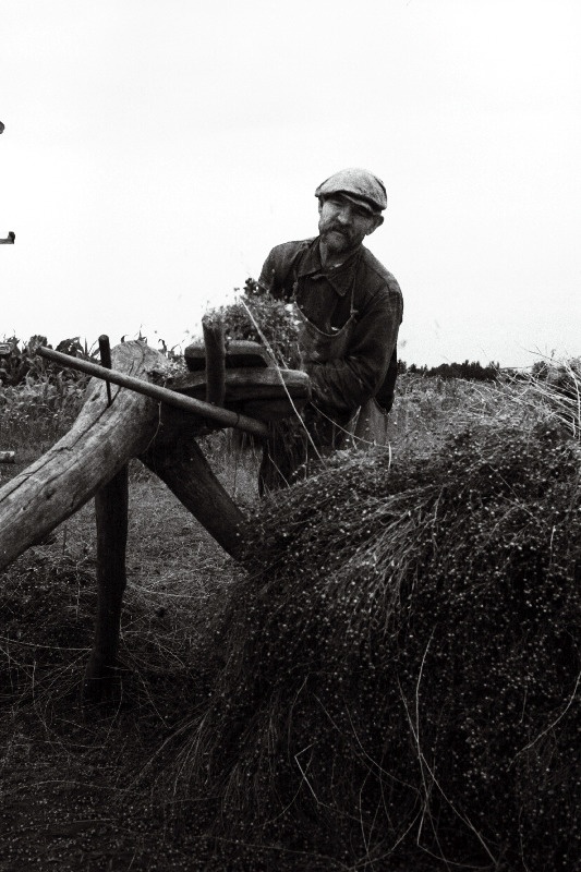 Võidu Tee kolhoosi liige August Trei lina raatsimas