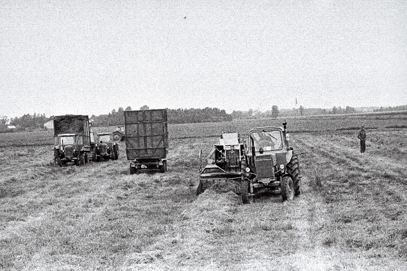 Sööda varumine Rakvere rajooni Viru kolhoosis.