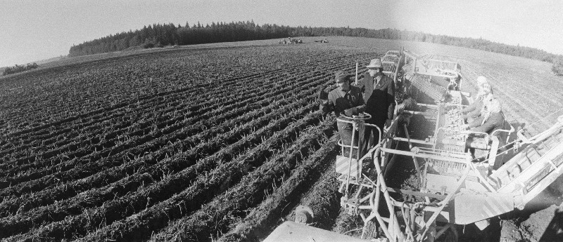 Kartulivõtt Paide rajooni "9. Mai" kolhoosis.