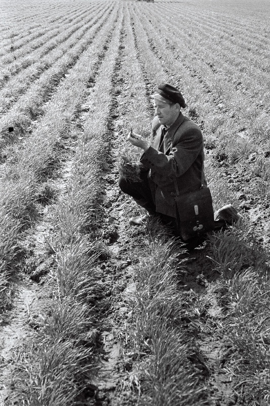 Elva rajooni Valguta kolhoosi zootehnik Julius Ivane seemneheina kasvu kontrollimas.