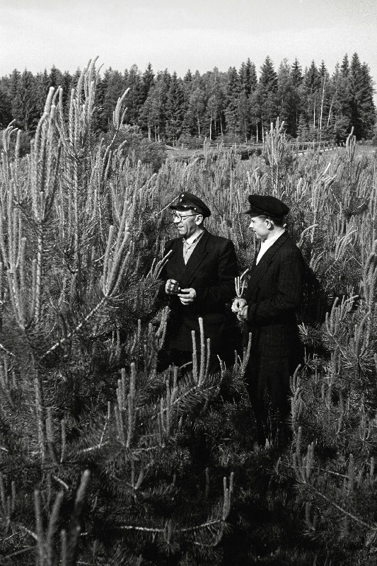 Tartu Metsamajandi Kaiavere metskonna metsaülem Evald Pettai ja Nõmme vahtkonna metsavaht Einvald Tamm külvi teel 1950. aastal rajatud männikultuure Nõmme vahtkonnas üle vaatamas.
