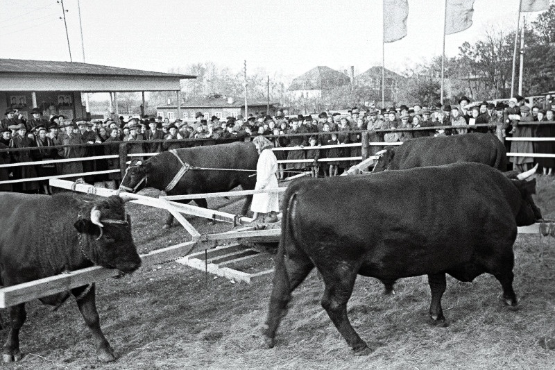 Eesti NSV 2. vabariiklikul põllumajandusnäitusel eksponeeritud pullid jalutuskoplis.