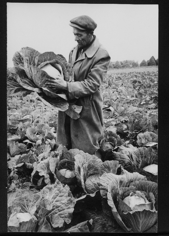 Koidu kolhoosi aednik A. Kippel kapsapõllul.