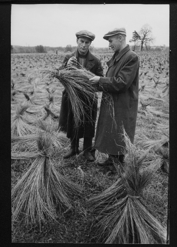 Elva rajooni V.I. Lenini nimelise kolhoosi agronoom Paul Nurmik (paremal) ja põllutööline August Randmaa lina kiudu kontrollimas.