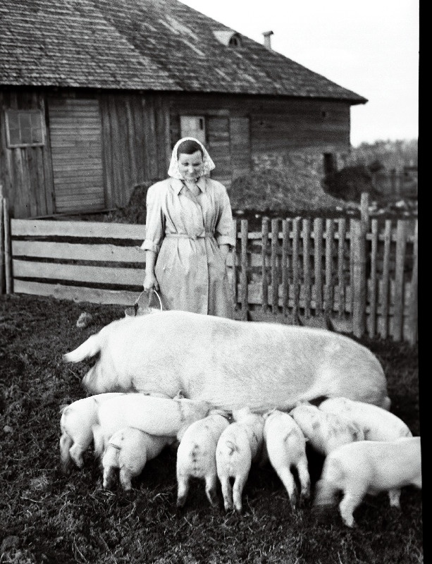 Punase Tähe kolhoosi seatalitaja Linda Muru.