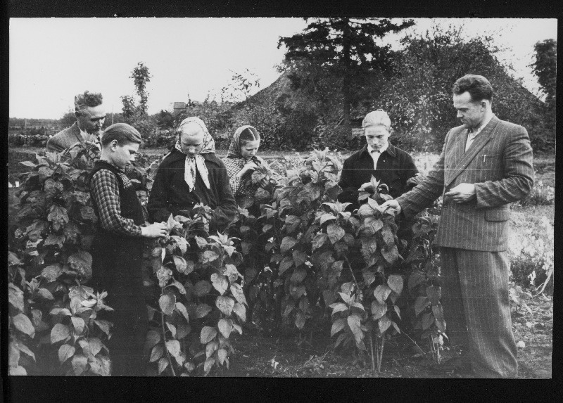 Vaikvere 7-klassilise Kooli noored naturalistid koos bioloogiaõpetaja A. Ranna (paremal), kooli direktori A. Lõugega (vasakul)kooli aias.