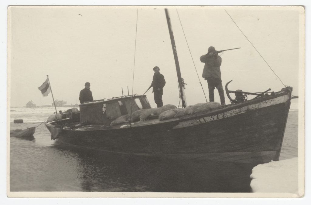 Naissaare hülgekütid 1937. aasta juunis