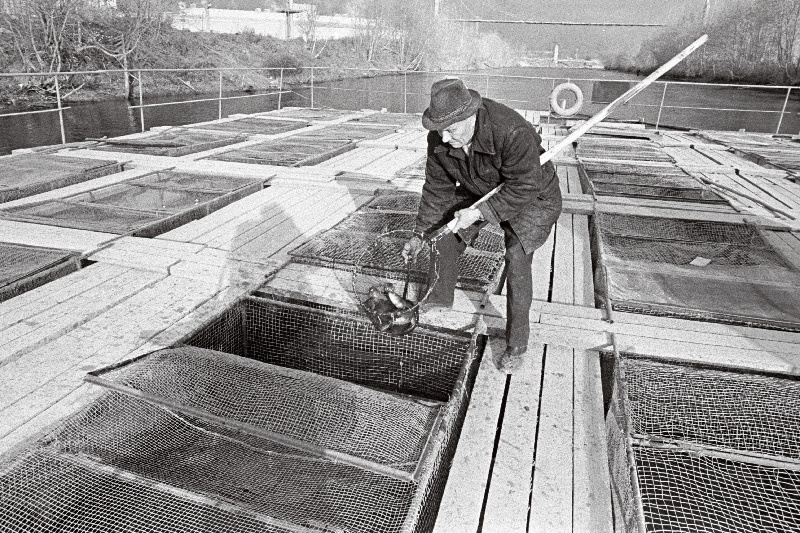 Tallinna Kalakombinaadi kalakasvatus Balti Soojuselektrijaama soojavee kanalis.