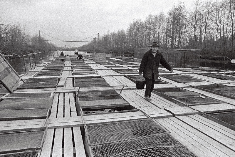 Tallinna Kalakombinaadi kalakasvatus Balti Soojuselektrijaama soojavee kanalis.
