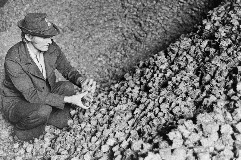 Viljandi rajooni J. Gagarini nimelise näidissovhoostehnikumi rohujahu katsetsehhi juhataja Vello Lahesoo kontrollib rohujahubrikettide kvaliteeti.