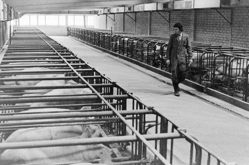 Viljandi rajooni J. Gagarini nimelise Näidissovhoostehnikumi Eksperimentaalse Sealihatootmise Kombinaadi nuumosakonna üks sektsioone.