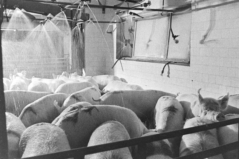 Emiste hommikune pesemine Viljandi rajooni J. Gagarini nimelises Näidissovhoostehnikumi Eksperimentaalse Sealihtatootmise Kombinaadis.