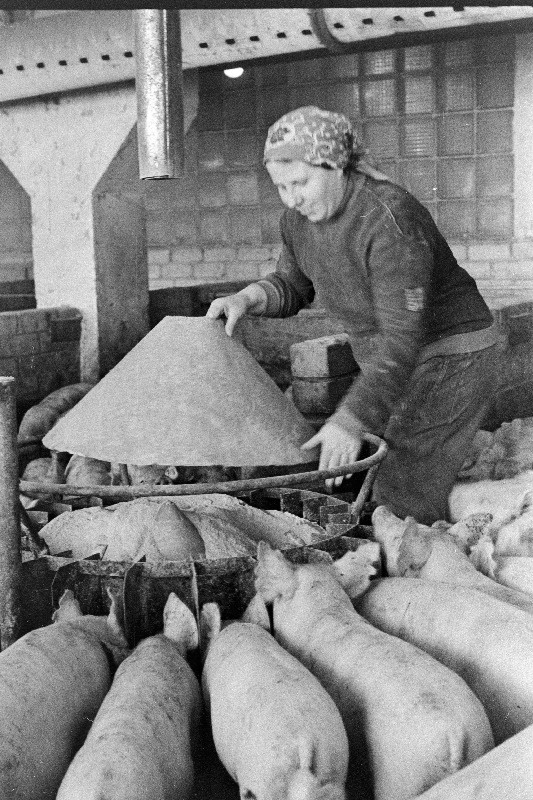 Viljandi rajooni J. Gagarini nimelise Näidissovhoostehnikumi Eksperimentaalse Sealihatootmise Kombinaadi nuumosakonna operaator V. Uglina.