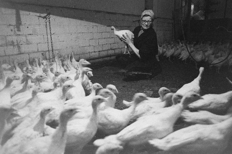 Haapsalu rajooni "Külvaja" kolhoosi linnufarmi talitaja Ella Elbra oma hoolealustega.