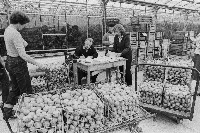 Harju rajooni V.I. Lenini nim. köögiviljakasvatuse näidissovhoosis valminud tomatid laos enne saatmist Tallinna kauplustesse.