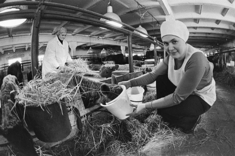 Viljandi rajooni Võhma kolhoosi lüpsja Anna Holdblom.