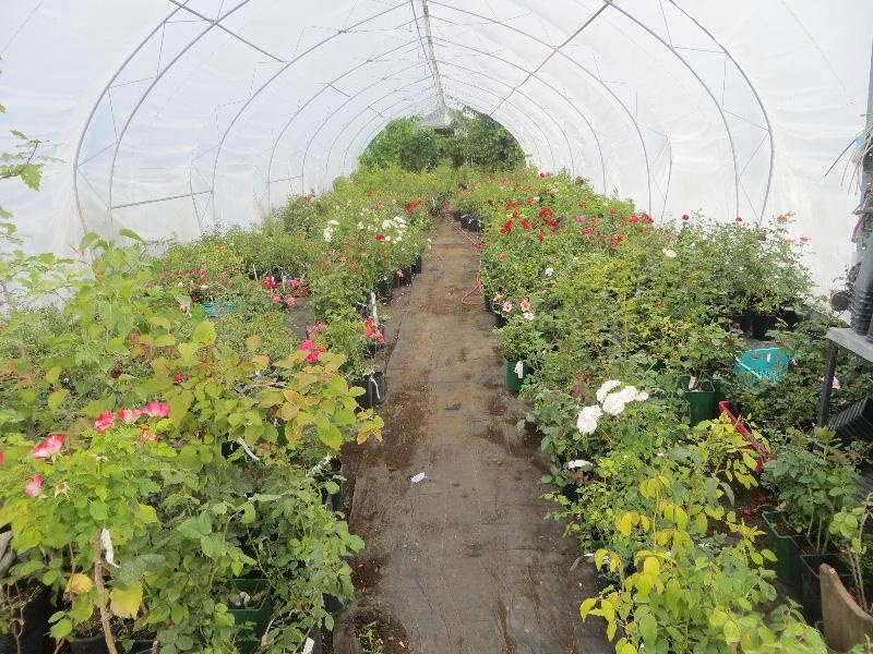 Roosoja aiandustalu.