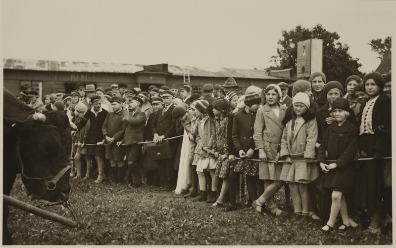 Koolilapsed Tartus põllumajandusnäitusel veiseid vaatamas