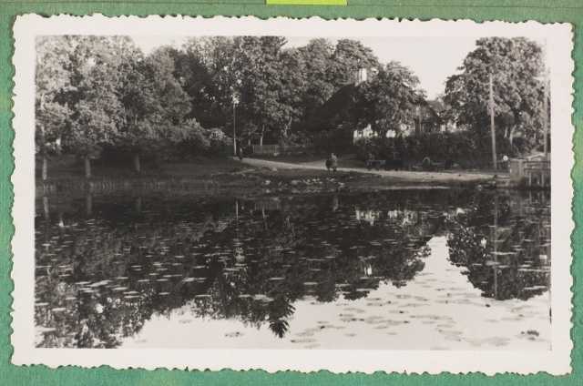 Suure-Jaani järv vesiroosidega
