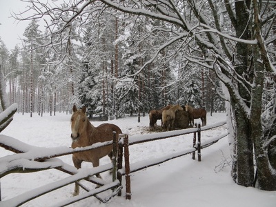 Mustjõe Kõrtsitalu. Välisvaade.  similar photo