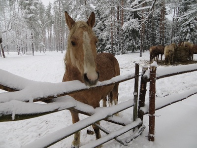 Mustjõe Kõrtsitalu. Välisvaade.  similar photo