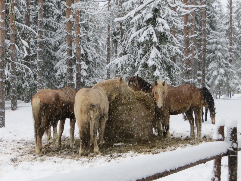 Mustjõe Kõrtsitalu. Välisvaade.
