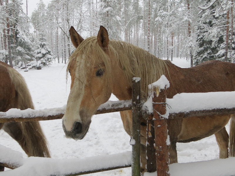 Mustjõe Kõrtsitalu. Välisvaade.
