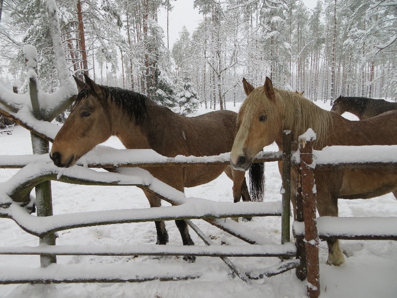 Mustjõe Kõrtsitalu. Välisvaade.