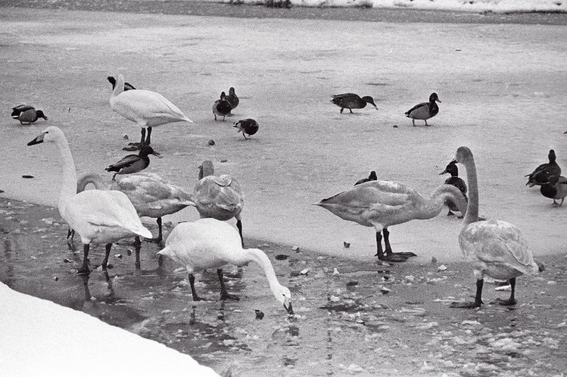 Vaade Jäneda tiigil talvituvatele lindudele.