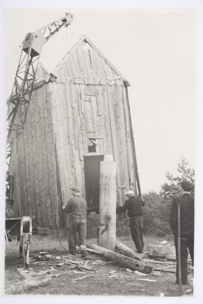 Sutlepa küla Pelmäse talu pukktuuliku tõstmine emapuu otsast.