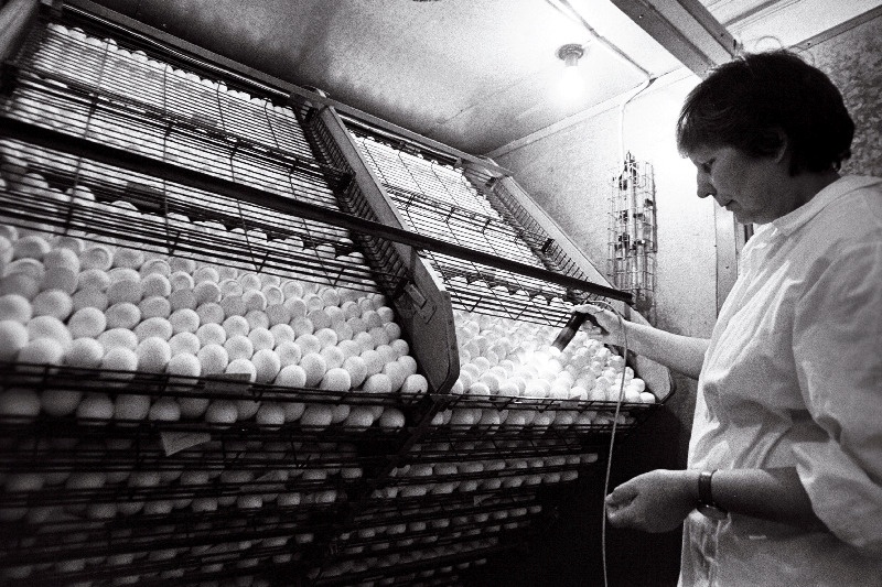 Rakvere rajooni Roela sovhoosi zootehnik Laine Latt.