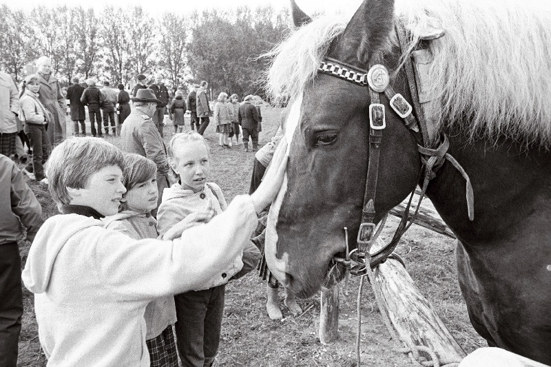 Paide rajooni majandite põllumajandusnäitus Türi näidissovhoostehnikumi territooriumil.