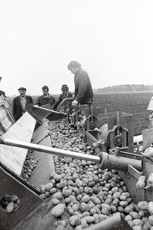Tartu rajooni Luunja sovhoosi traktorist Haljand Tuha, sovhoosi peaagronoom Peeter Oss, Tartu Agrotööstuskoondise agronoom Margus Mandel ja sovhoosi agronoom Aado Antsov kartuli mahapanemise masina juures.